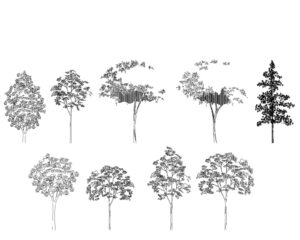 realistic tree cad, 10 tree elevation dwg, detailed foliage drawings