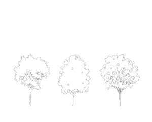 Minimalist Outline Tree Elevation Free DWG Download