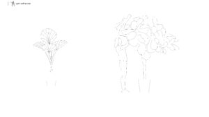 broadleaf-potted-plant-elevation-with-human-figure-dwg