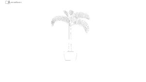 potted-palm-tree-elevation-with-feathery-fronds-dwg
